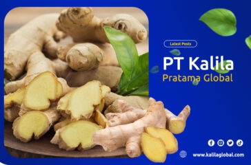 artikel kalila pratama global 1