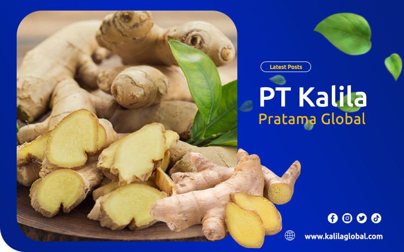 artikel kalila pratama global 1